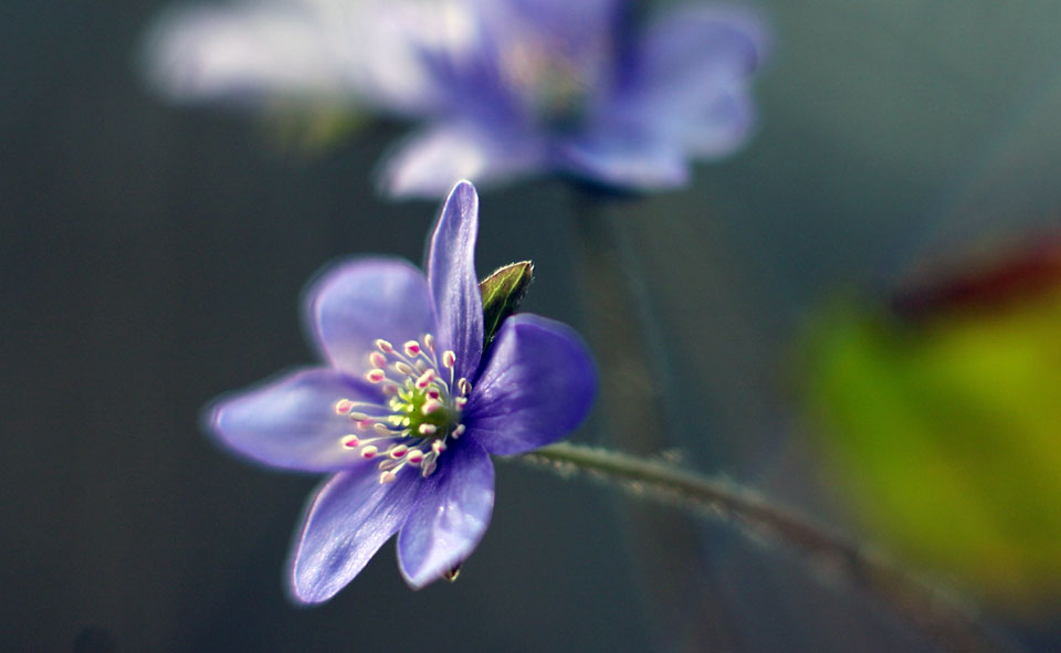 My ART of Procrastination - FLORA & FAUNA - Siegfried Romanek