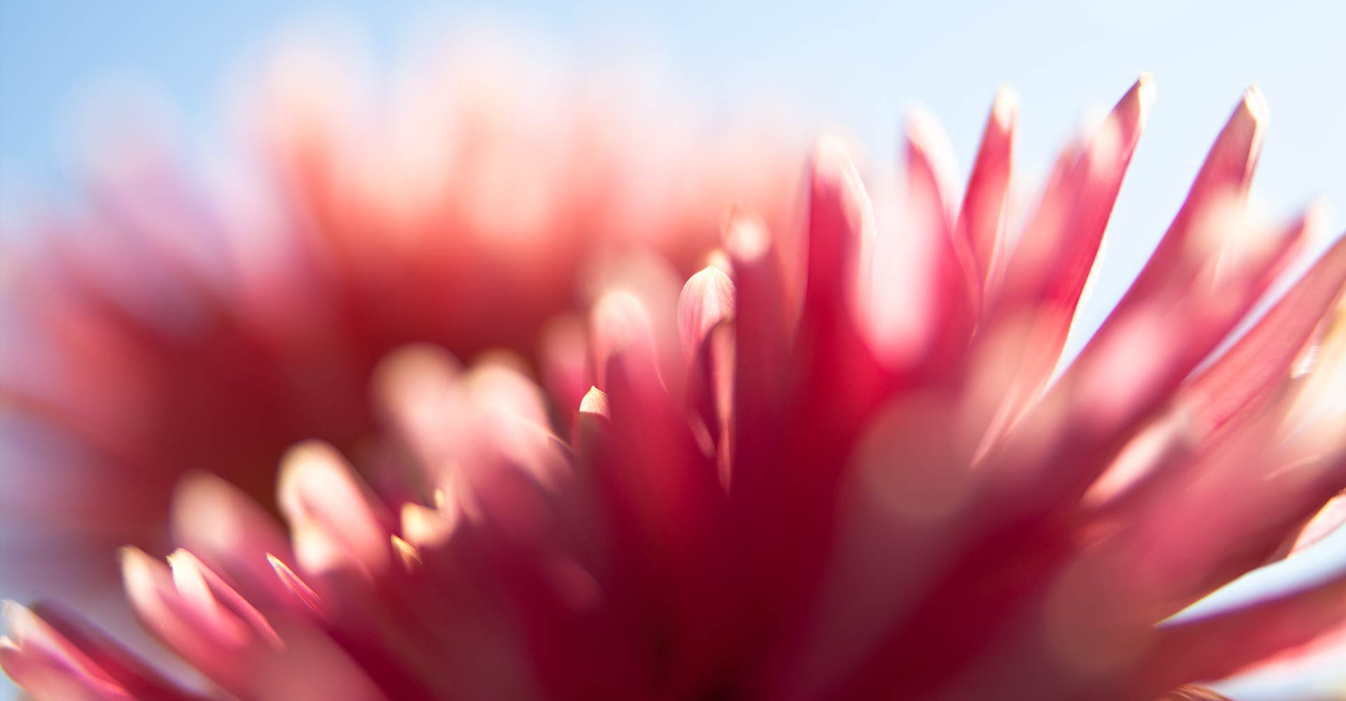 My ART of Procrastination - Flora und Fauna - Siegfried Romanek