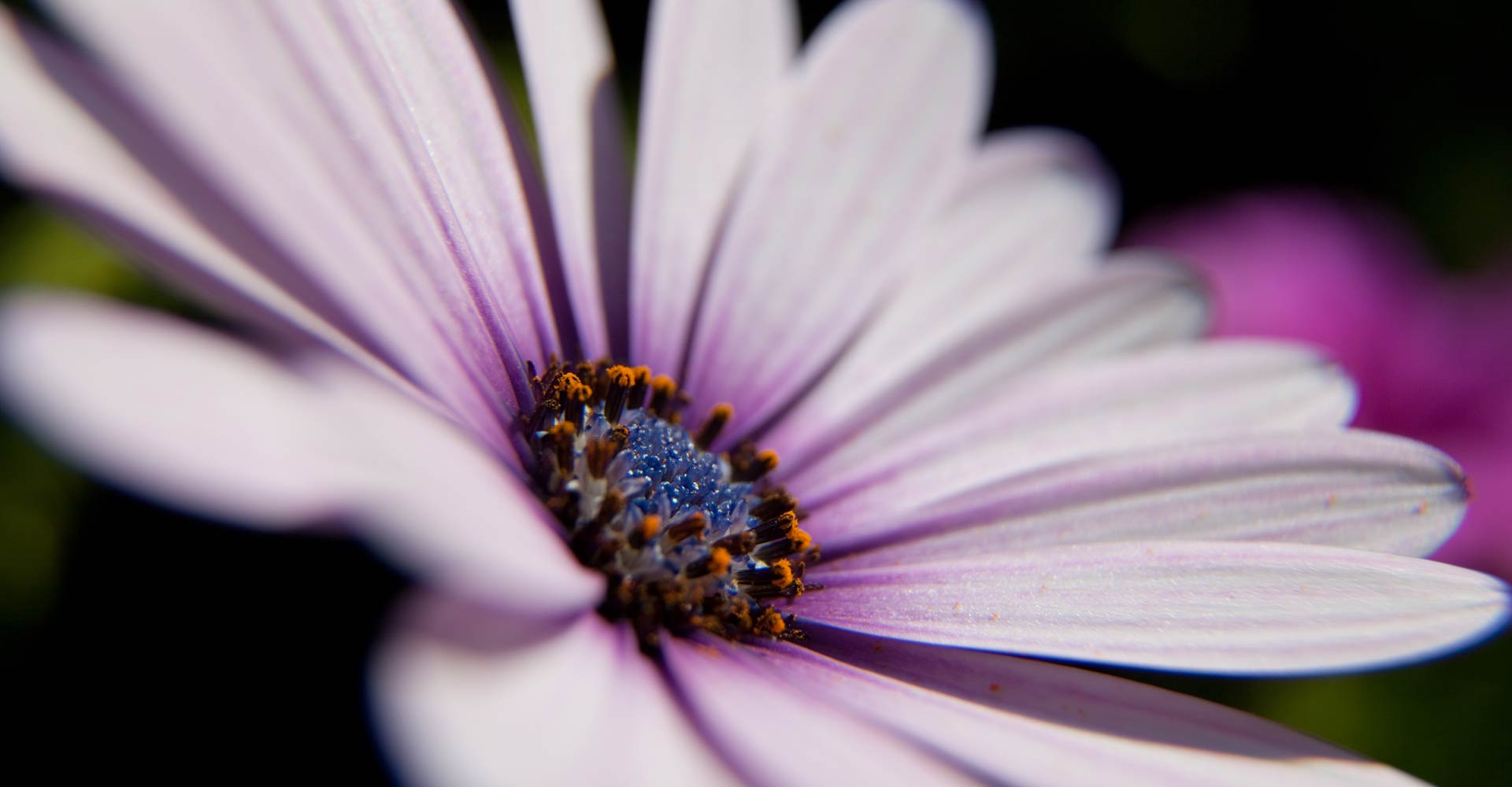 My ART of Procrastination - Flora und Fauna - Siegfried Romanek