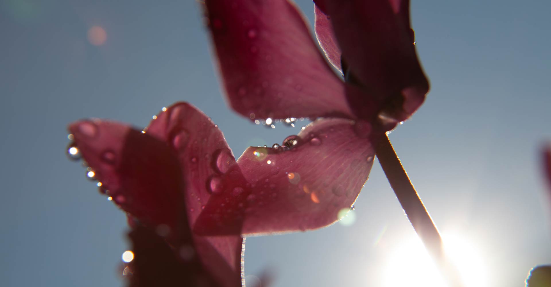 My ART of Procrastination - Flora und Fauna - Siegfried Romanek