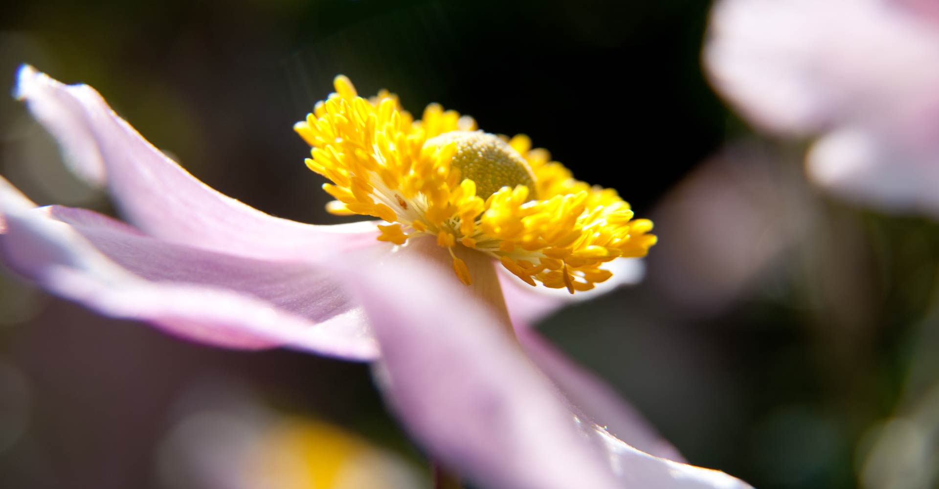 My ART of Procrastination - Flora und Fauna - Siegfried Romanek