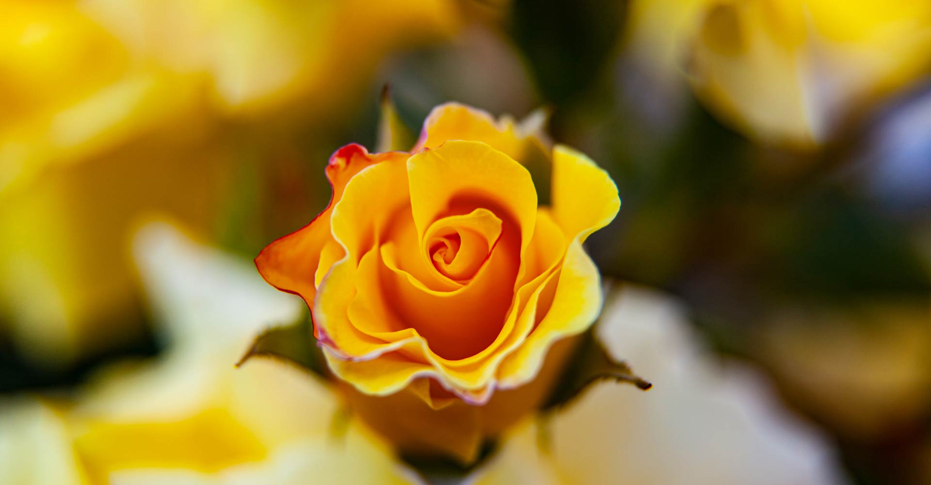 My ART of Procrastination - Flora und Fauna - Siegfried Romanek