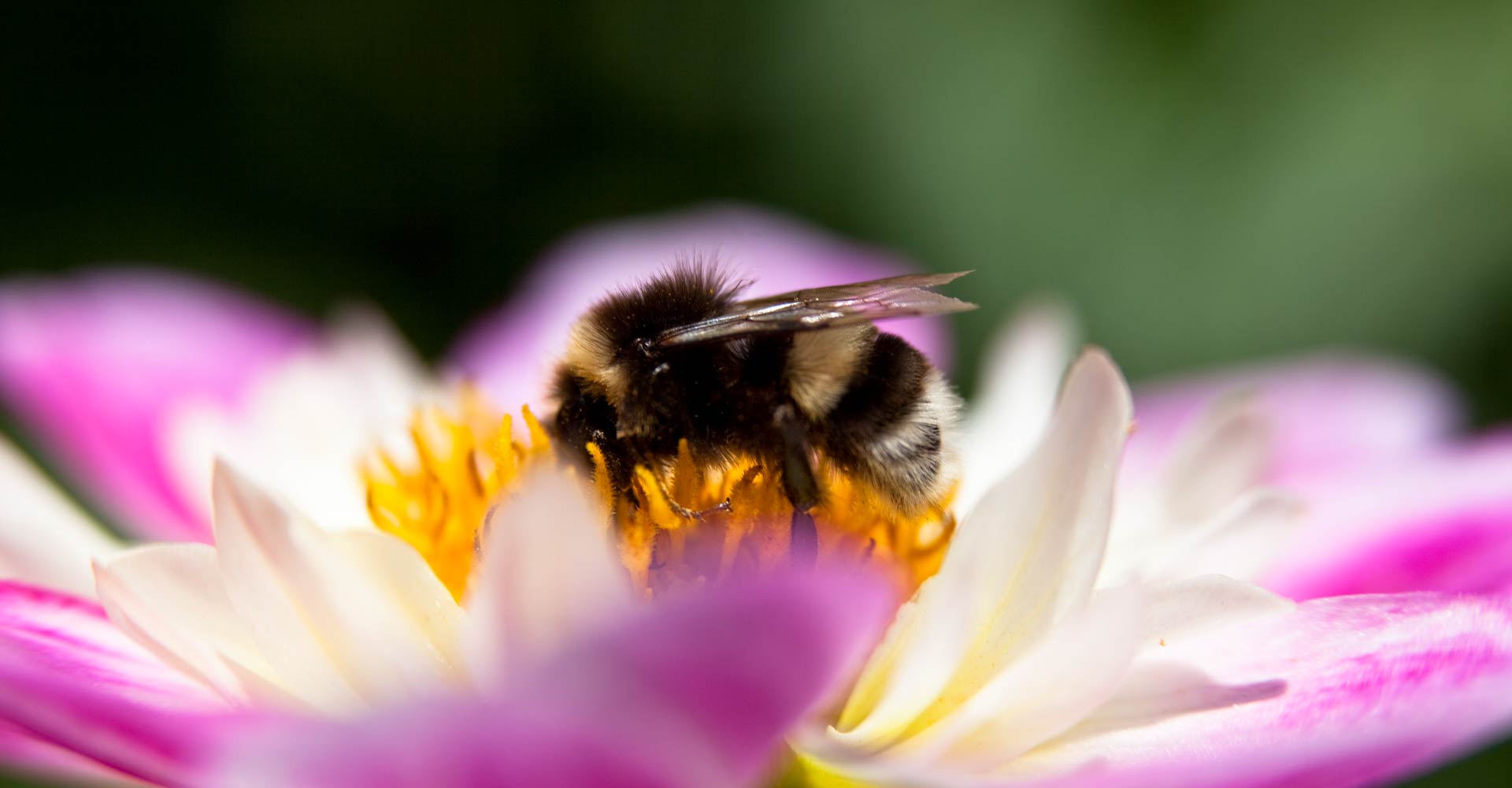 My ART of Procrastination - Flora und Fauna - Siegfried Romanek