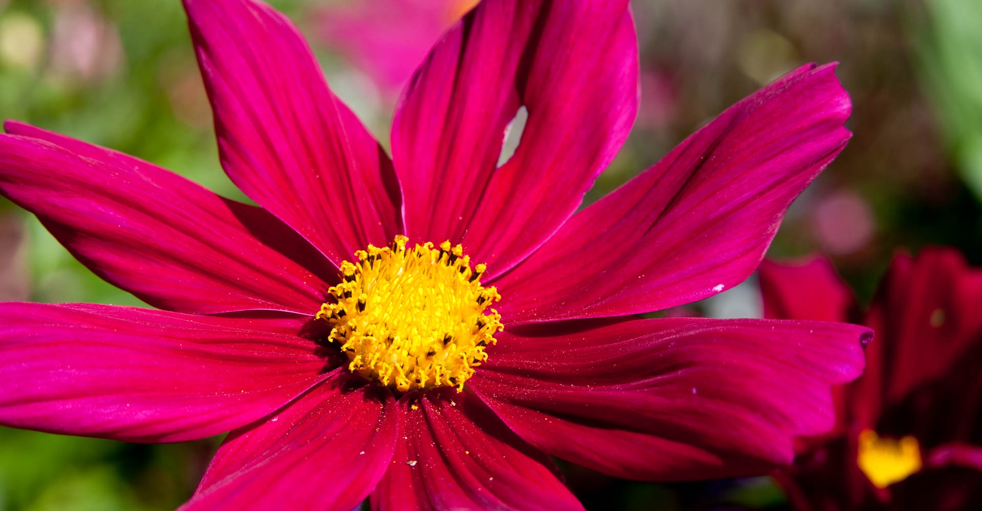 My ART of Procrastination - Flora und Fauna - Siegfried Romanek