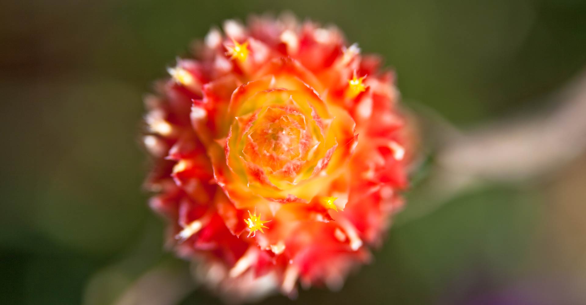 My ART of Procrastination - Flora und Fauna - Siegfried Romanek