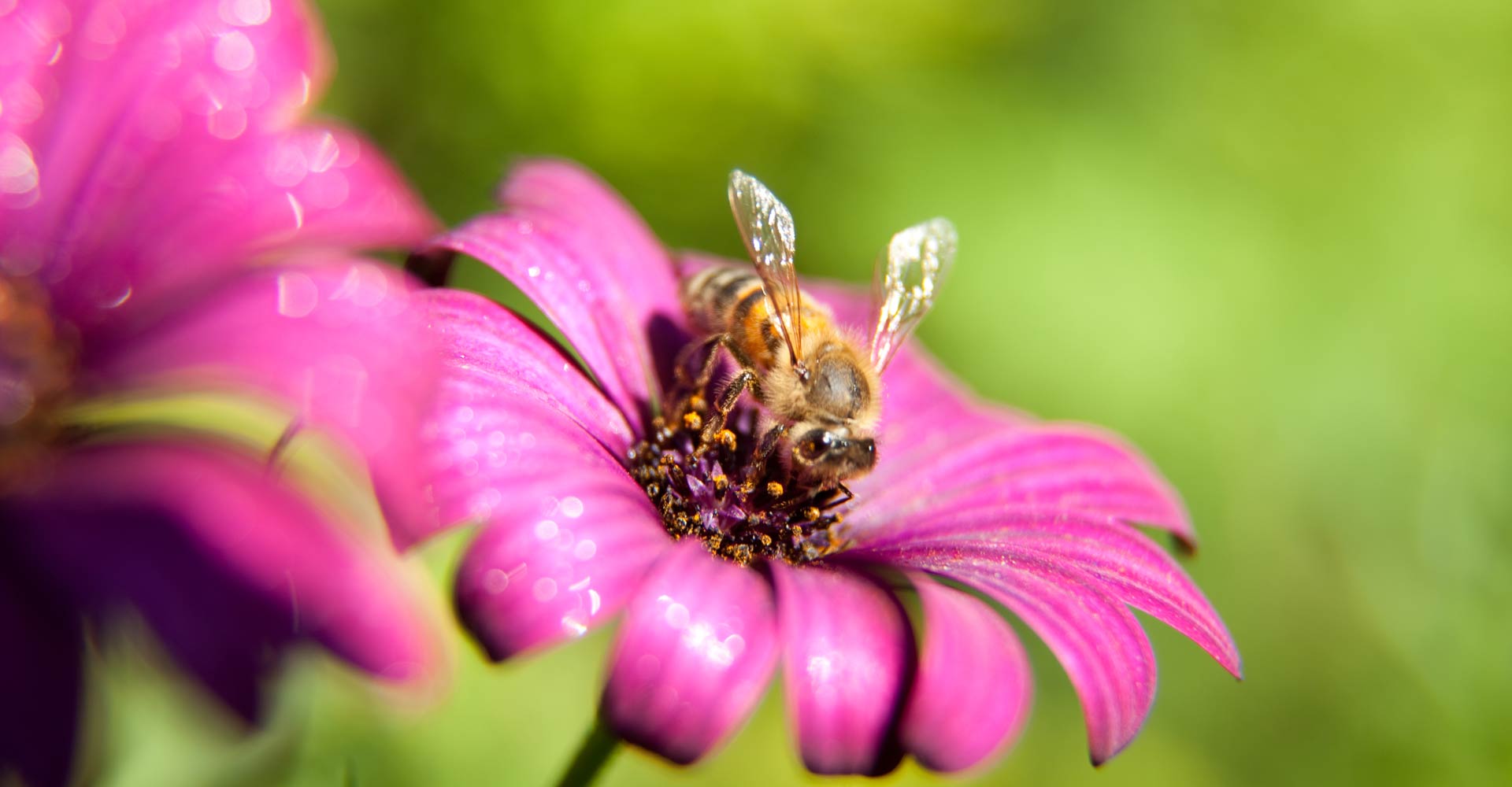 My ART of Procrastination - Flora und Fauna - Siegfried Romanek