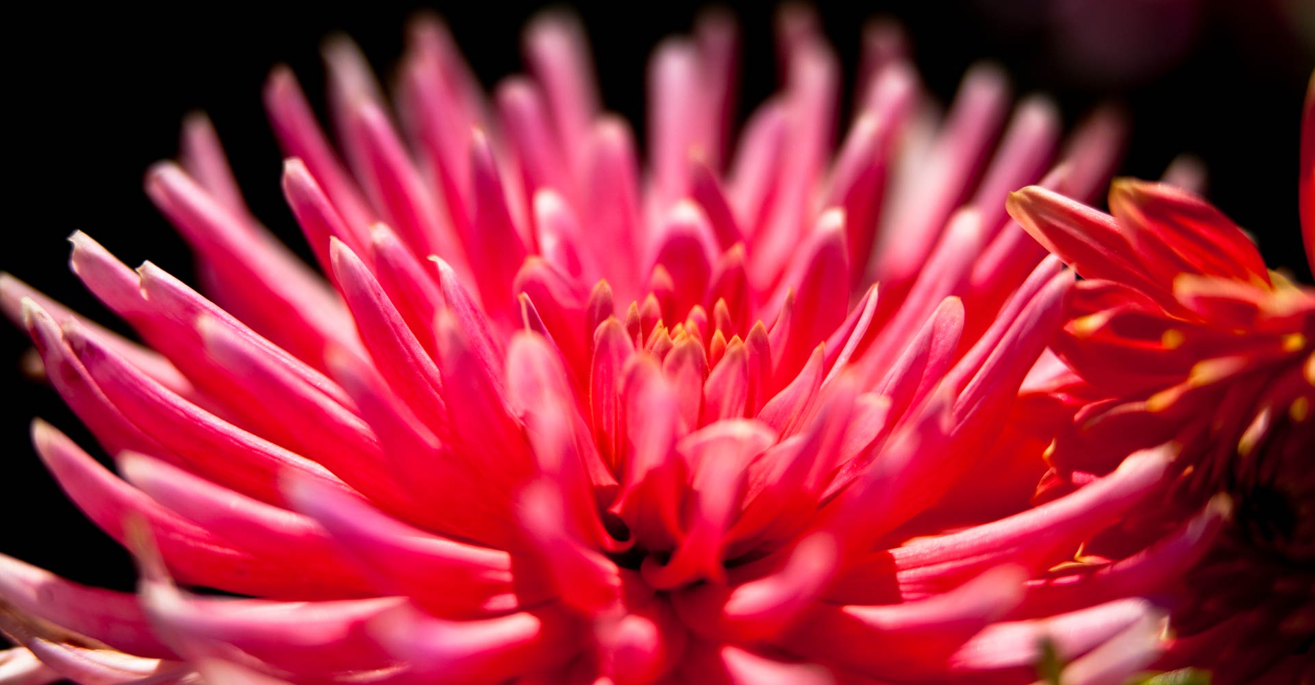 My ART of Procrastination - Flora und Fauna - Siegfried Romanek