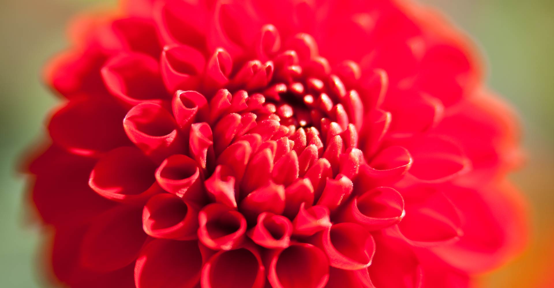 My ART of Procrastination - Flora und Fauna - Siegfried Romanek