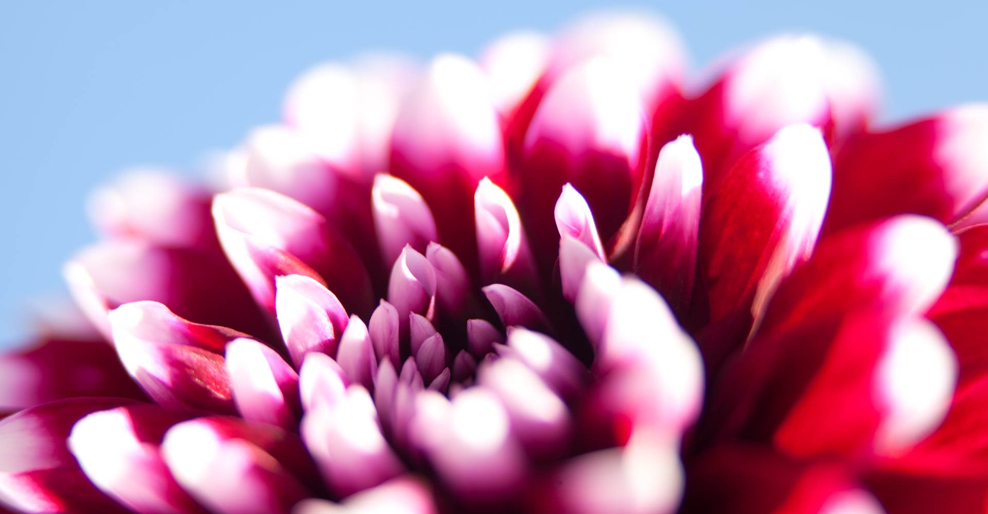 My ART of Procrastination - Flora und Fauna - Siegfried Romanek