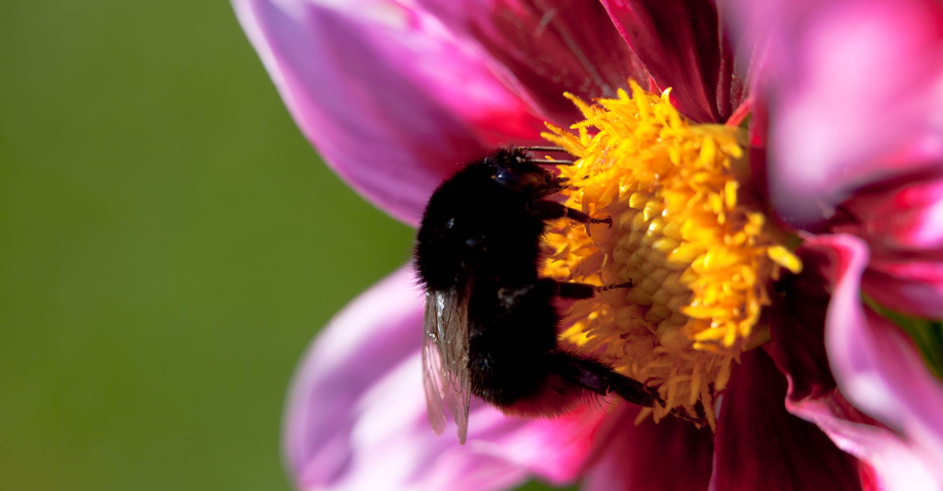 My ART of Procrastination - Flora und Fauna - Siegfried Romanek