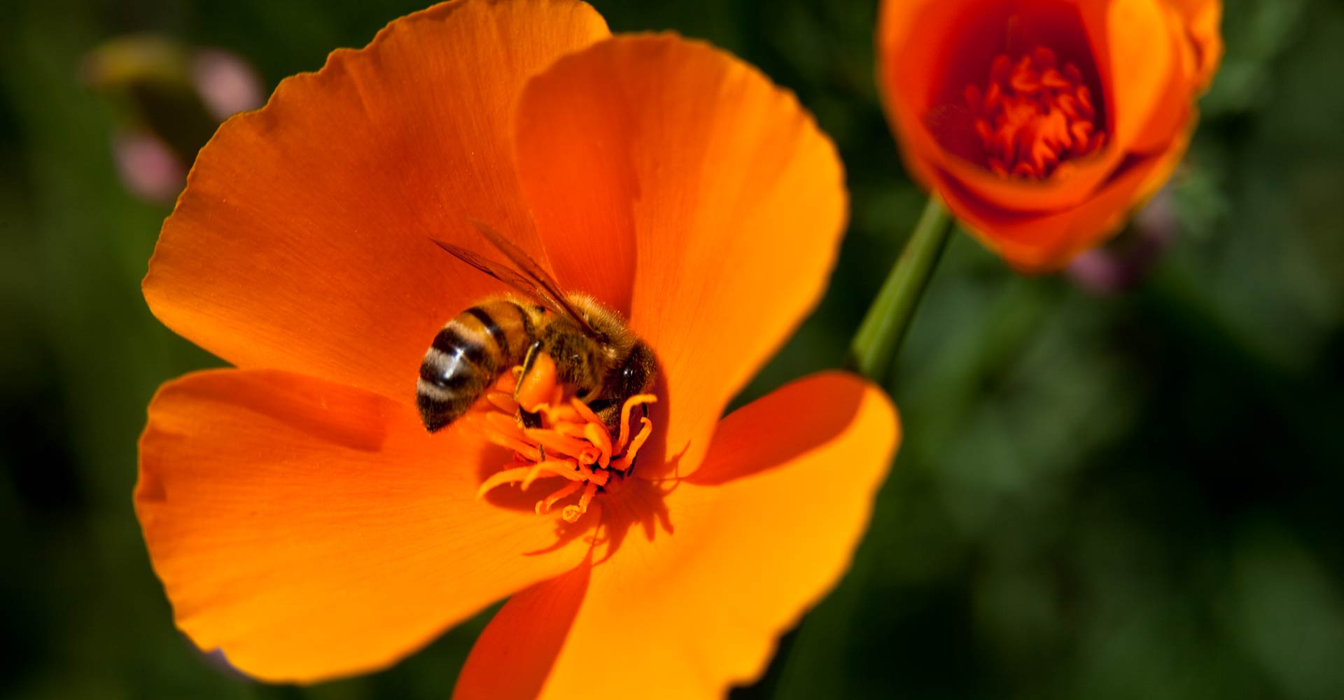 My ART of Procrastination - Flora und Fauna - Siegfried Romanek