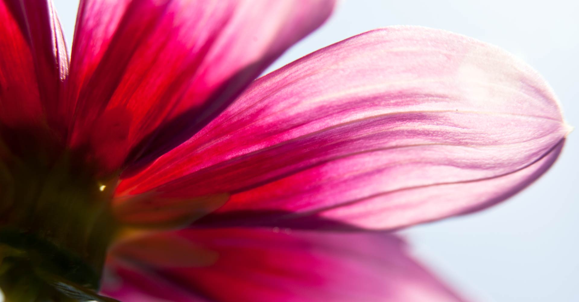 My ART of Procrastination - Flora und Fauna - Siegfried Romanek