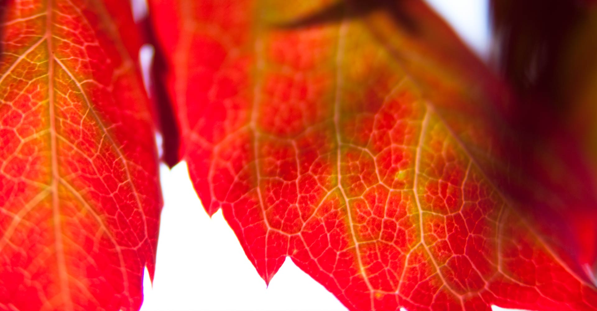 My ART of Procrastination - magische Oberflächen - Siegfried Romanek