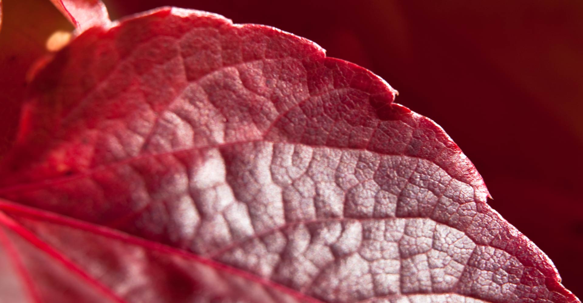 My ART of Procrastination - magische Oberflächen - Siegfried Romanek