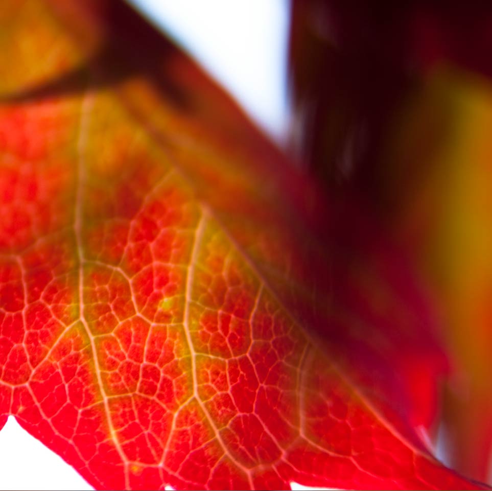 My ART of Procrastination - Siegfried Romanek